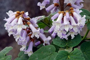 相思树的开花后来啊规律