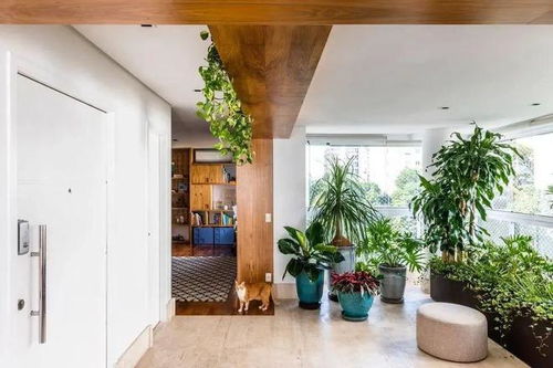 五种绿植推荐， 打造天然氧吧