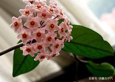 球兰修剪技巧有哪些，如何修剪才能让球兰看起来更美观