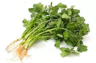 香菜具有独特的香气，常用于调味