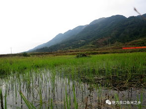 生态养殖基地选址
