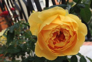 冬季的肥料小讲究