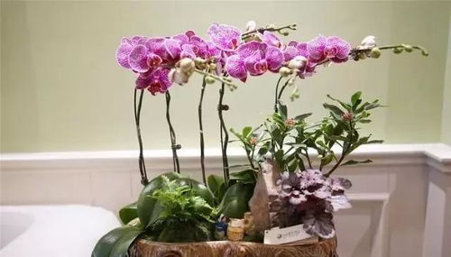 天价蝴蝶兰：阴阳蝶兰， 花瓣分色如梦幻