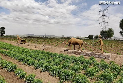新疆花生种植面积达10万亩，探讨其种植现状与影响