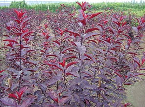 嫁接的可行性分析