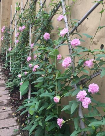 耐冬：冬日里的红梅