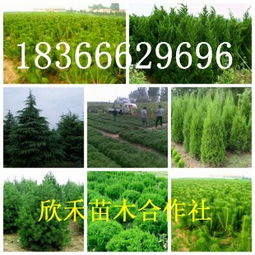 青皮柳树苗的价格是多少呢？