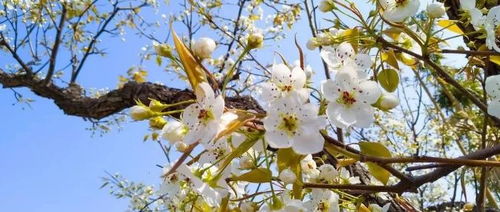 除了桃花、梨花，春天还有什么花悄然绽放