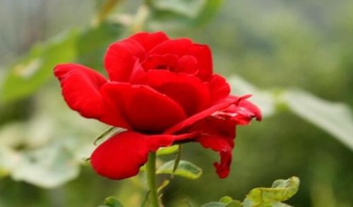 温度：冷暖自知的小月季