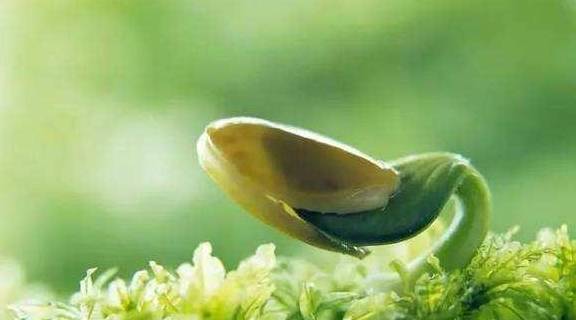 发芽率高的种子，种植方法分享