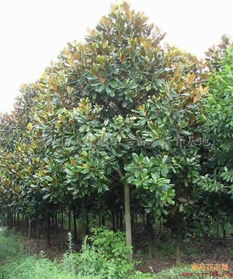 广玉兰：树木中的长寿者