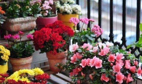 冬天种花， 小心根冻干冻死