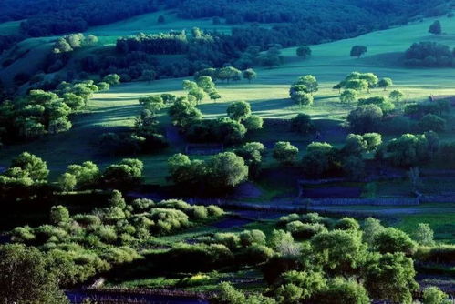 正规渠道采购出苗率高