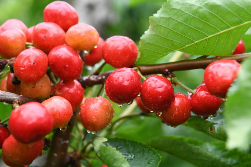 种樱桃种子， 就像养孩子一样