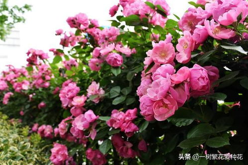 月季新叶子萎蔫发软的原因