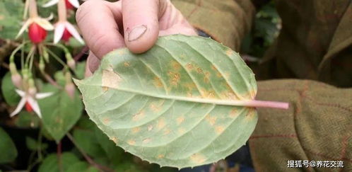 锈病的发生条件