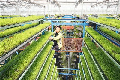 优化农业养殖饮水系统，保障动物健康与生长