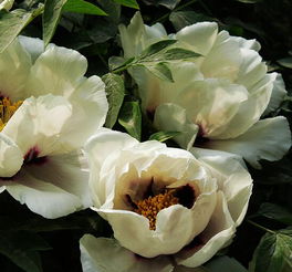 紫斑牡丹耐寒抗蒸腾