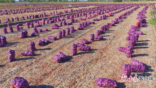 伊拉克蜜枣：沙漠中的“绿色金子”