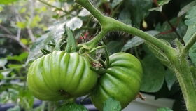 花卉与蔬菜，哪个梗适合阳台？