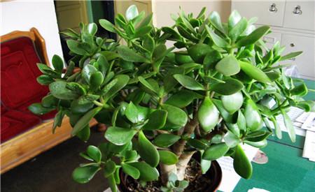 万年青品种繁多， 养护各有特点