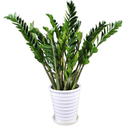 金钱树：家里的风水宝