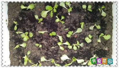 种子的春天：知母种子的育苗时间大揭秘