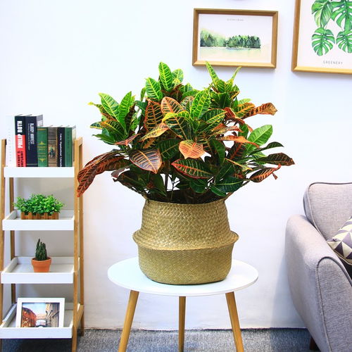 室内大棵绿植盆栽养护小窍门大揭秘！