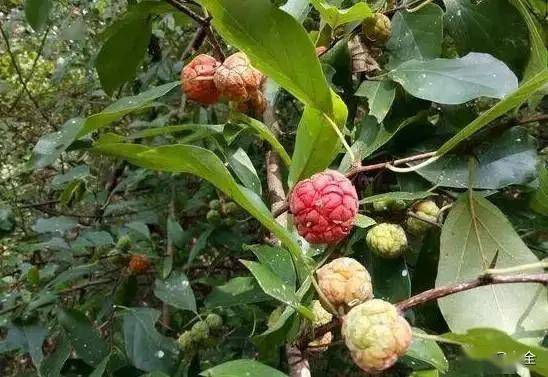 女贞子树叶子翠绿，树干挺拔