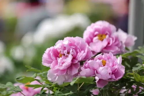 洛阳牡丹节什么时候？花期预测与游玩指南