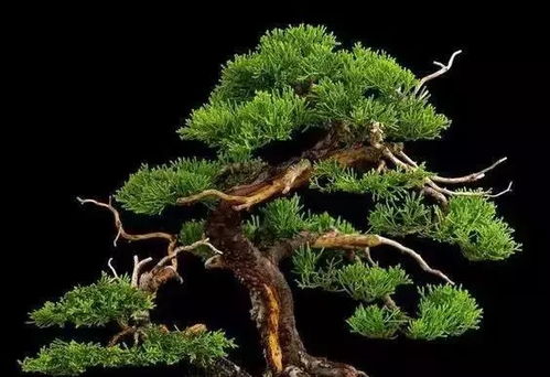 松红梅的配土方法：