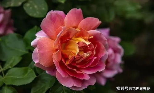 月季根系强大，深盆梗胜一筹？