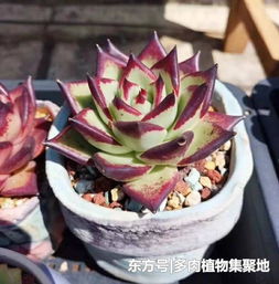 多肉换盆后多久浇水？换盆必看浇水技巧！