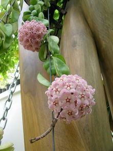 倒霉花草揭秘：探究三种不幸的花种