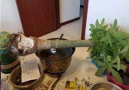 缺水干枯的花，如何重焕生机
