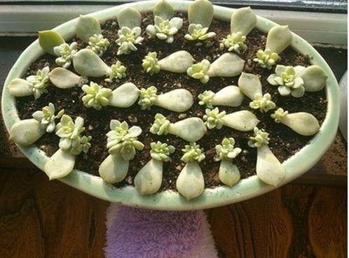 叶插的详细步骤