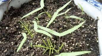 春季种植爬山虎的奥秘