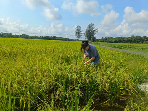 水稻纹枯病防治：技术创新的力量
