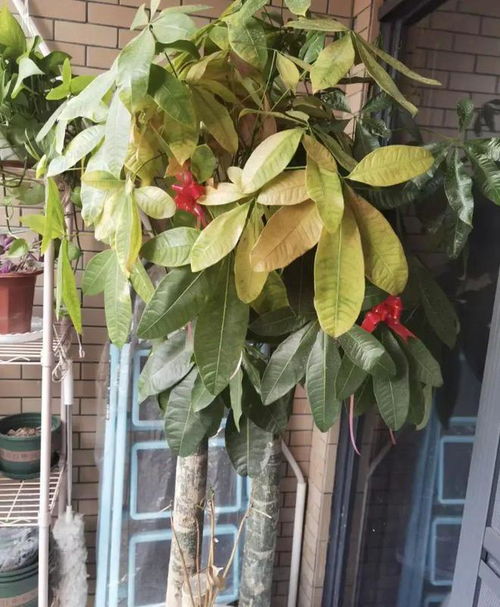 发财树Neng否放在室内养