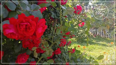 秋日胭脂月季：美丽的邂逅