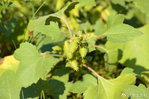 苍耳子采摘之谜：秋季还是冬季？