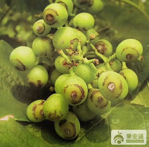 农药药害多，原因也是五花八门
