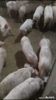 猪场遭遇高热流感，如何有效防治降低死亡率？
