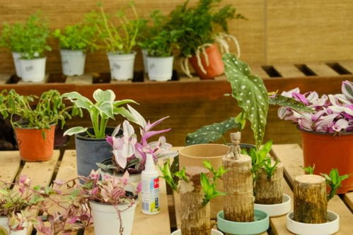 紫云英的花语揭秘