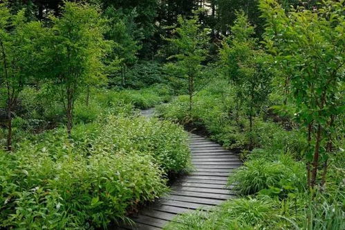 三、 草坪植物：低成本维护的绿色选择