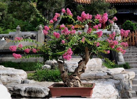 紫薇花施肥，你得知道这些小窍门！