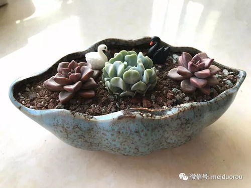 养好苯巴蒂斯多肉，只需四大技巧