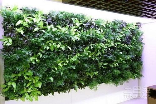 室外植物墙适合栽种耐旱、耐寒、耐风、耐光照的植物