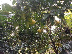 秋季播种， 金秋时节的柚子苗