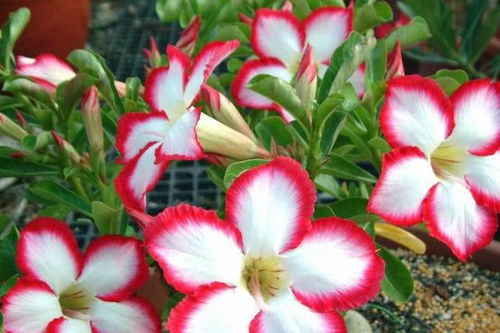 十月十一月花潮来袭，新手也嫩轻松驾驭的养花秘籍！